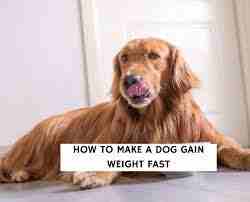 How To Make A Dog Gain Weight Fast